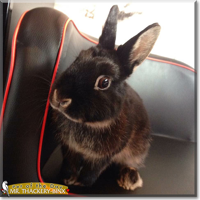 Mr. Thackery-Binx the Netherland Dwarf, the Pet of the Day