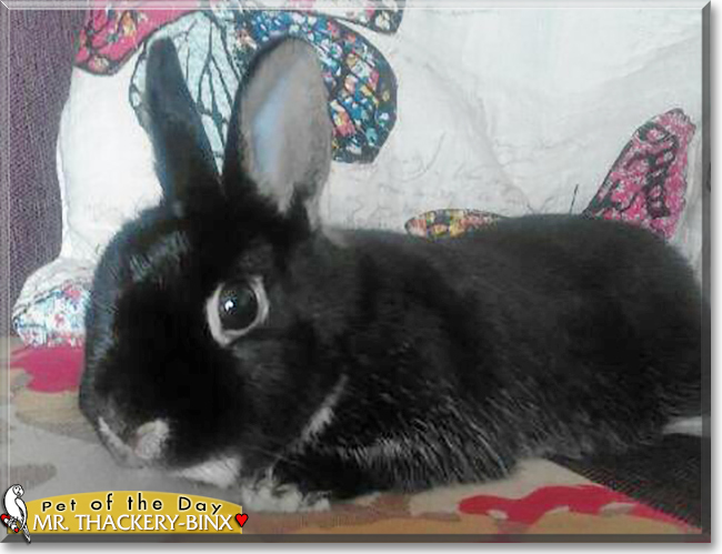 Mr. Thackery-Binx the Netherland Dwarf, the Pet of the Day