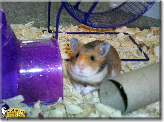 Teddy the Syrian Hamster, the Pet of the Day