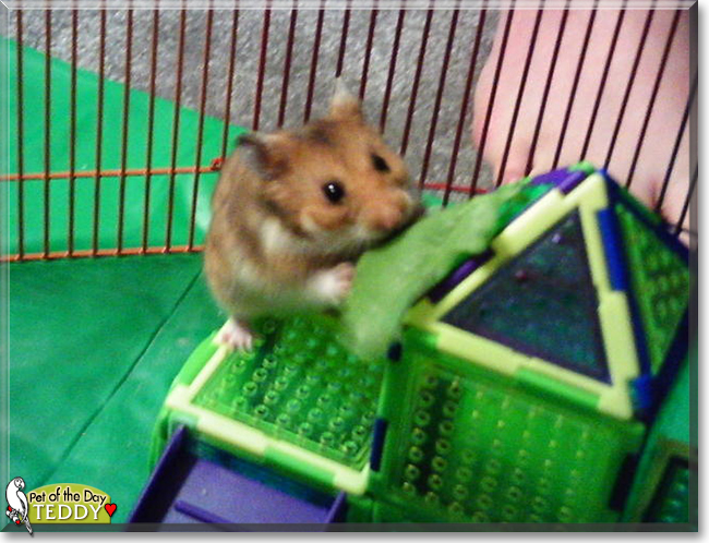 Teddy the Syrian Hamster, the Pet of the Day