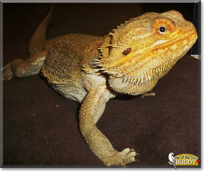 Lucifer (Buddy) the Fancy Bearded Dragon, the Pet of the Day