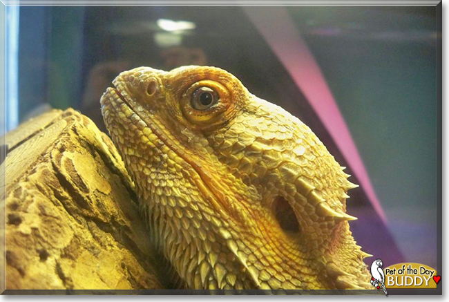 Lucifer (Buddy) the Fancy Bearded Dragon, the Pet of the Day