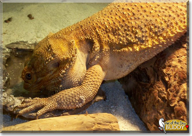 Lucifer (Buddy) the Fancy Bearded Dragon, the Pet of the Day