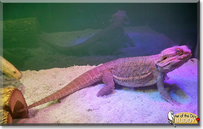 Lucifer (Buddy) the Fancy Bearded Dragon, the Pet of the Day