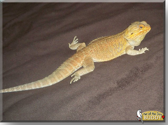 Lucifer (Buddy) the Fancy Bearded Dragon, the Pet of the Day