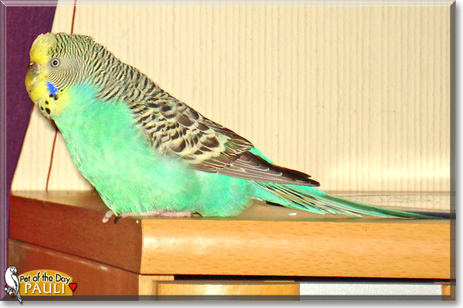 Pauli the Budgerigar, the Pet of the Day