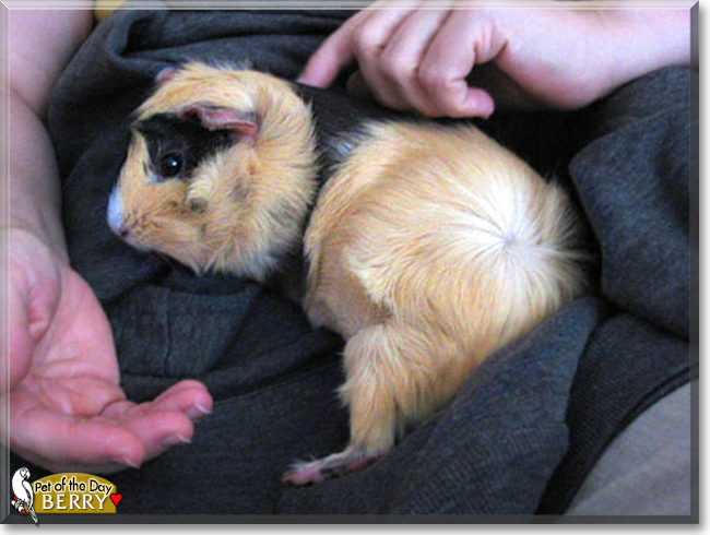Berry the Guinea Pig, the Pet of the Day