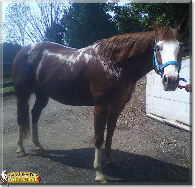 Valentine the Paint Horse, the Pet of the Day