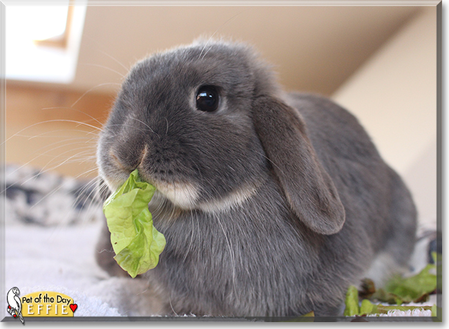 Effie the Mini lop Rabbit, the Pet of the Day