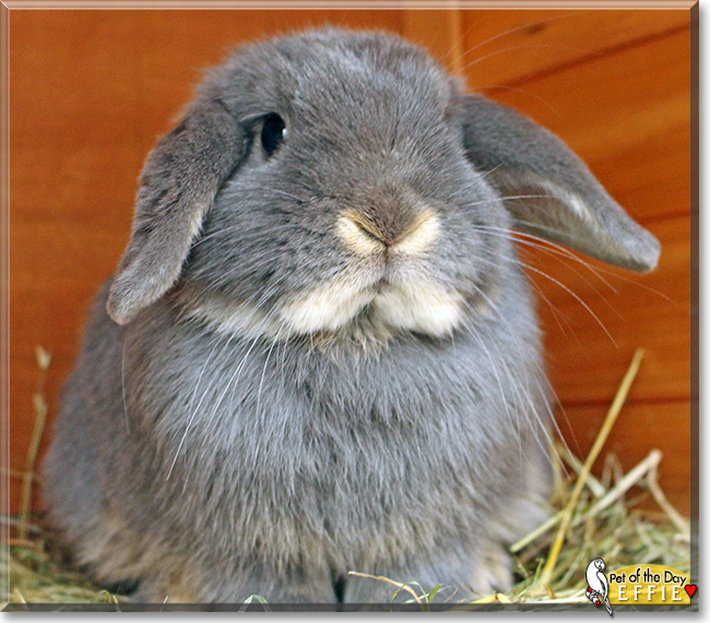 Effie the Mini lop Rabbit, the Pet of the Day