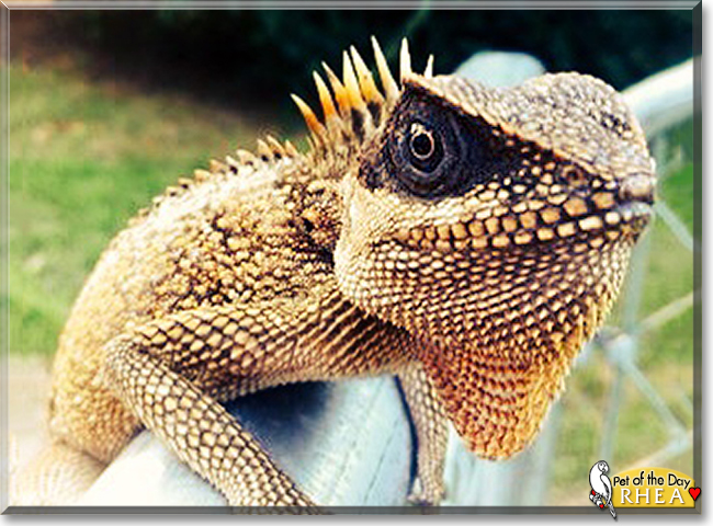 Rhea the Mountain Horned Dragon, the Pet of the Day