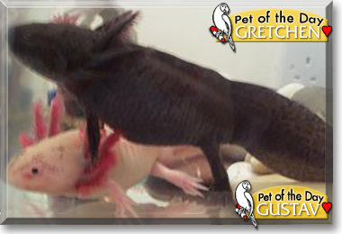 Gustav and Gretchen the Axolotl, the Pet of the Day