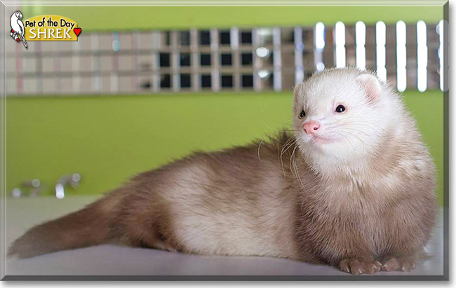 Shrek the Pastel Ferret, the Pet of the Day