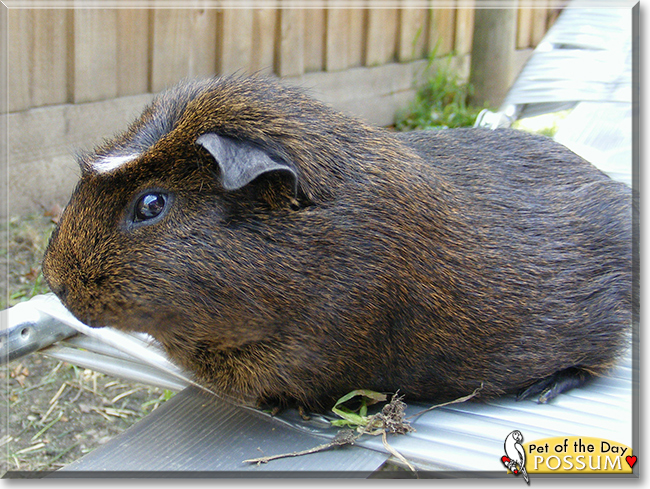 agouti guinea pig