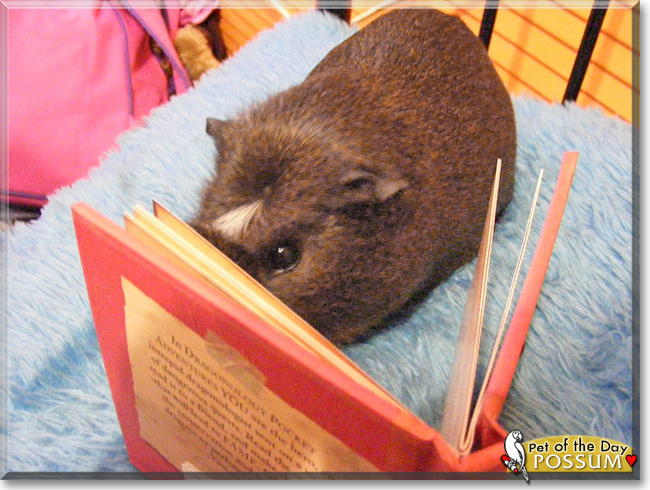 Possum the Crested Golden Agouti Guinea Pig, the Pet of the Day