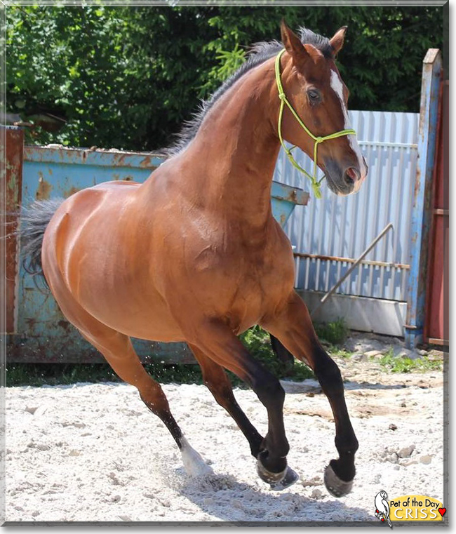 Criss the Oldenburg Horse, the Pet of the Day