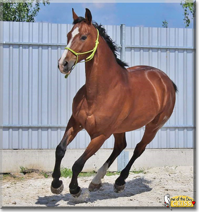 Criss the Oldenburg Horse, the Pet of the Day