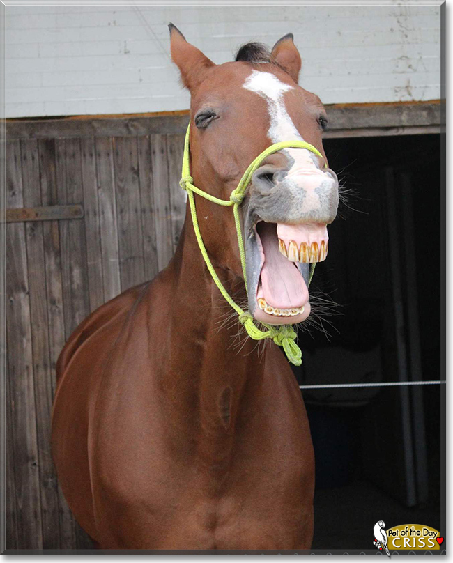 Criss the Oldenburg Horse, the Pet of the Day