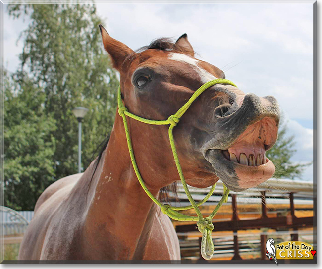 Criss the Oldenburg Horse, the Pet of the Day
