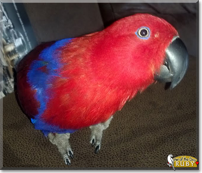 Ruby the Soloman Island Eclectus Parrot, the Pet of the Day