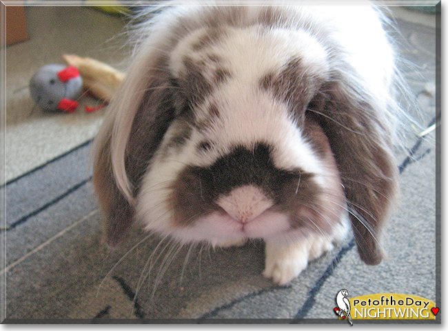 Nightwing the Mini Lop Bunny Rabbit, the Pet of the Day