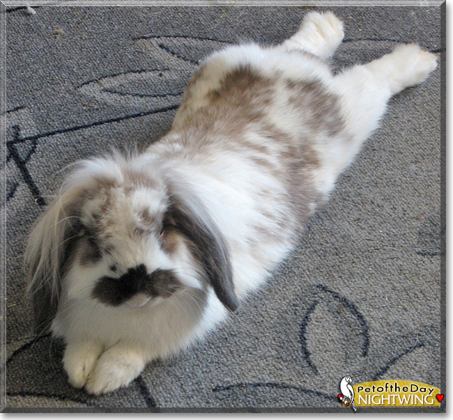 Nightwing the Mini Lop Bunny Rabbit, the Pet of the Day