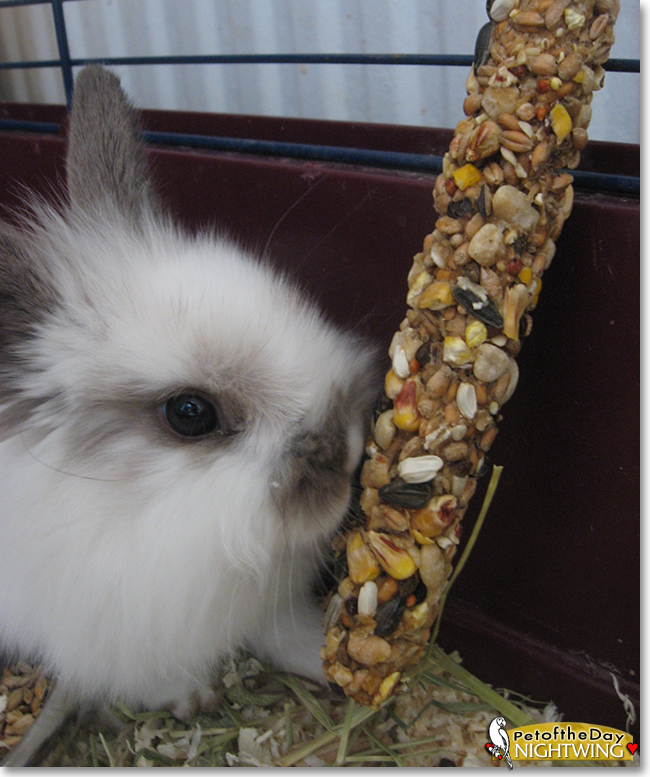 Nightwing the Mini Lop Bunny Rabbit, the Pet of the Day