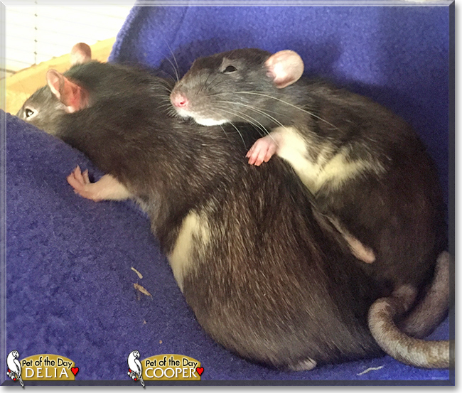 Delia and Cooper the Fancy Rats, the Pet of the Day