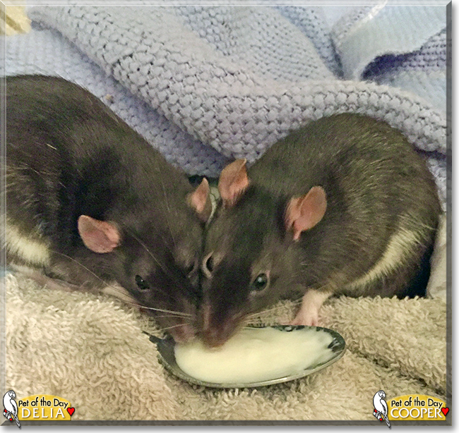 Delia and Cooper the Fancy Rats, the Pet of the Day