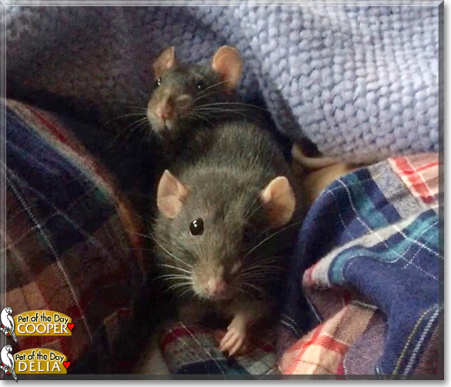 Delia and Cooper the Fancy Rats, the Pet of the Day