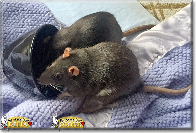 Delia and Cooper the Fancy Rats, the Pet of the Day