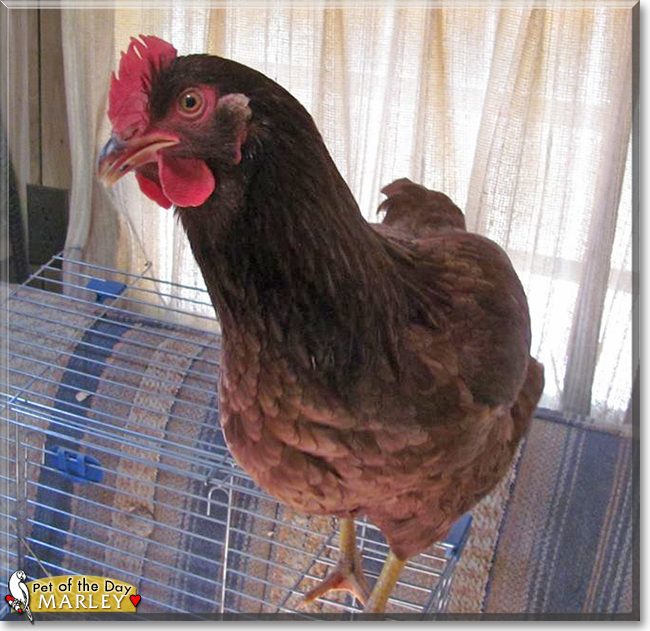 Marley the Rhode Island Red Chicken, the Pet of the Day