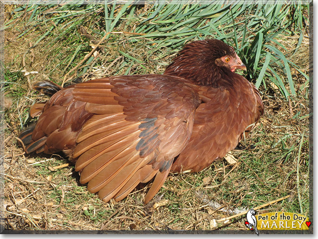 Marley the Rhode Island Red Chicken, the Pet of the Day