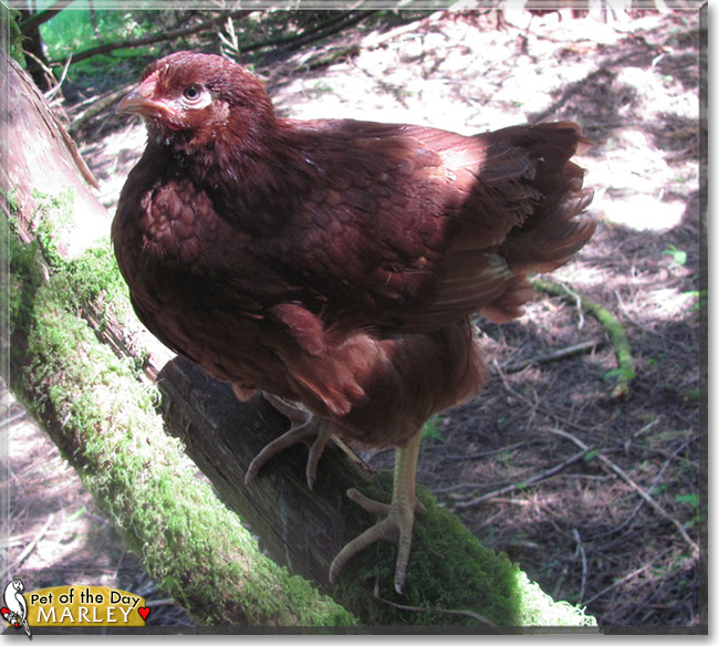 Marley the Rhode Island Red Chicken, the Pet of the Day