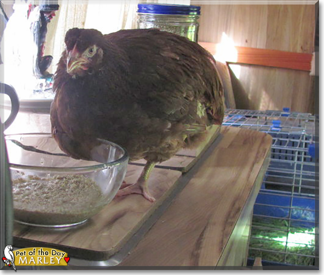 Marley the Rhode Island Red Chicken, the Pet of the Day