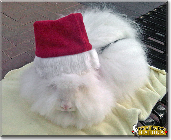 LaLuna the English Angora Rabbit, the Pet of the Day