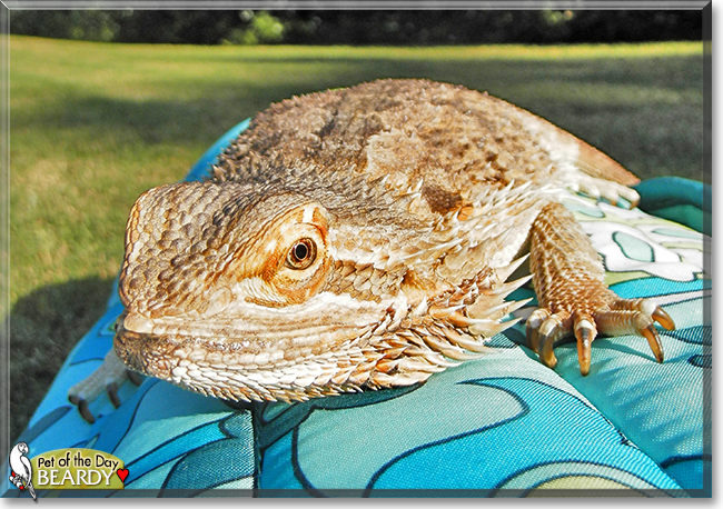 Beardy the Bearded Dragon, the Pet of the Day
