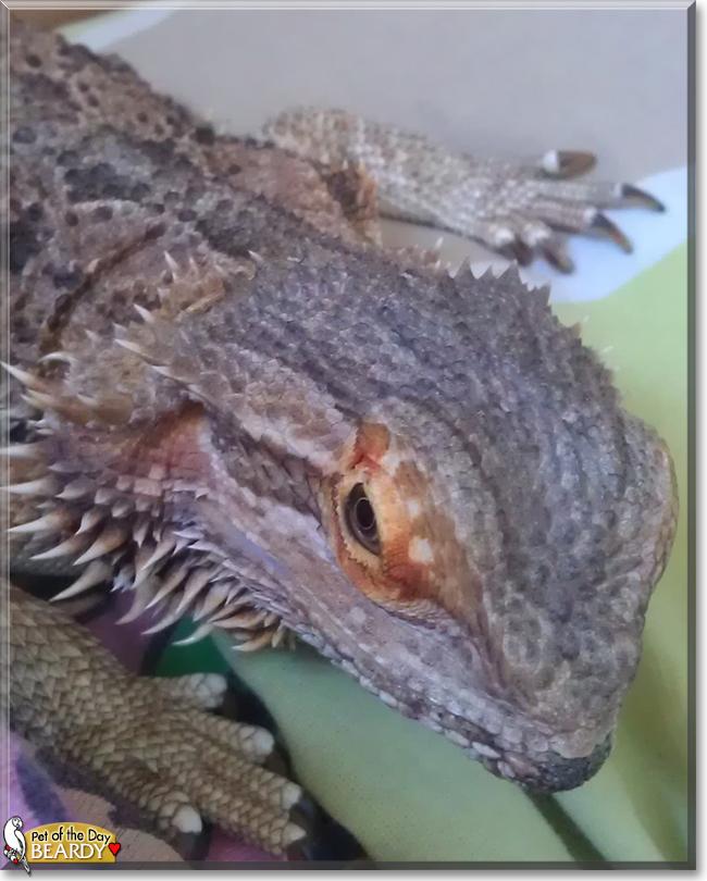 Beardy the Bearded Dragon, the Pet of the Day