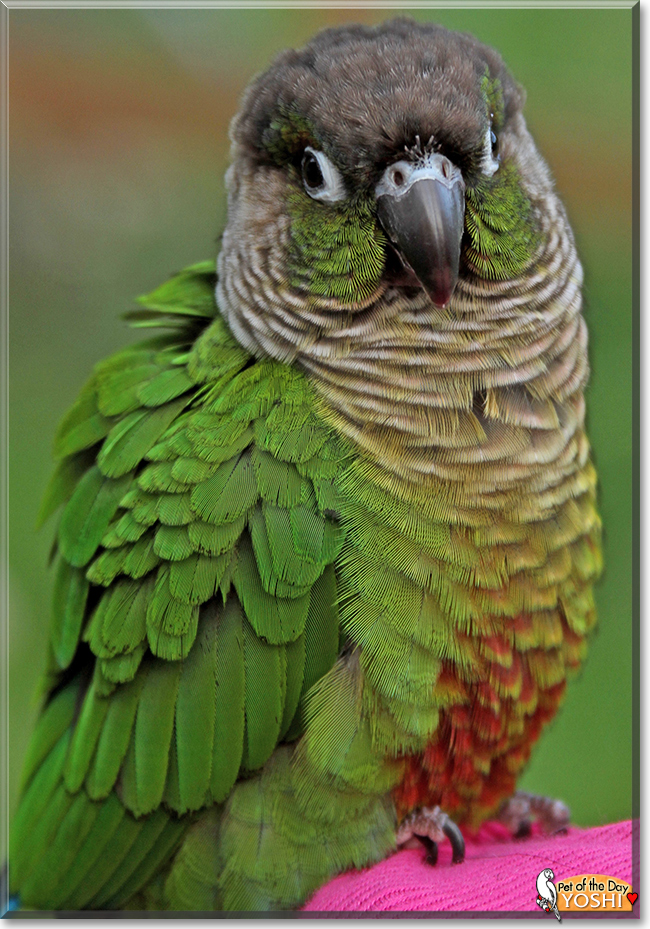 Yoshi the Greencheek Conure, the Pet of the Day
