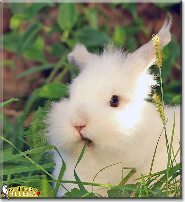 Helena the Dwarf Rabbit, the Pet of the Day