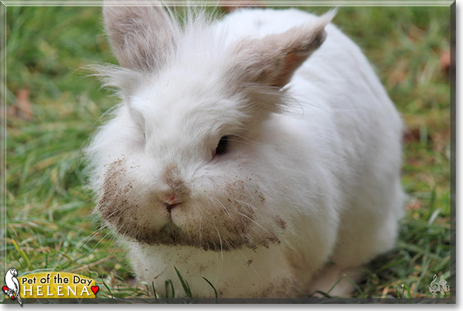 Helena the Dwarf Rabbit, the Pet of the Day