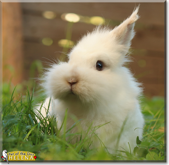 Helena the Dwarf Rabbit, the Pet of the Day