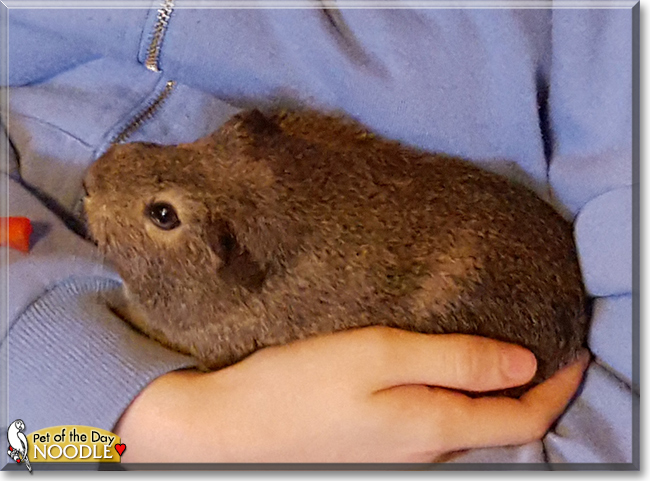 Noodle the Guinea Pig, the Pet of the Day