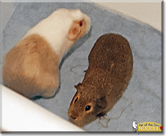 Noodle the Guinea Pig, the Pet of the Day