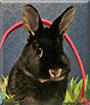 Mr. Thackery-Binx the Netherland Dwarf Rabbit
