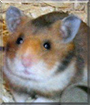 Teddy the Syrian Hamster