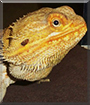 Buddy the Fancy Bearded Dragon