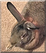 Oliver the American Chinchilla Rabbit