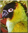 Sigmund the Nanday Conure