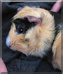 Berry the Guinea Pig